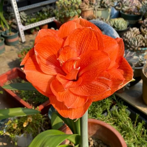 HGJKYTFCDG Winterharte Amaryllis Kaufen, Blühkräftige Amaryllis Für Jeden Ort-1 Amaryllis knolle-G von HGJKYTFCDG