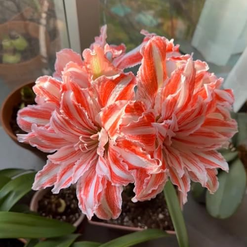 HGJKYTFCDG Winterharte Amaryllis Kaufen, Blühkräftige Amaryllis Für Jeden Ort-1 Amaryllis knolle-K von HGJKYTFCDG