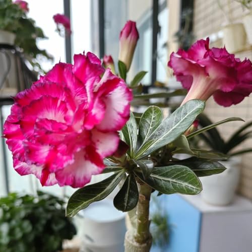 HGJKYTFCDG Wüstenrose Rhizome, Einfach zum Kaufen und pflegen-2 Adenium Rhizome-L von HGJKYTFCDG