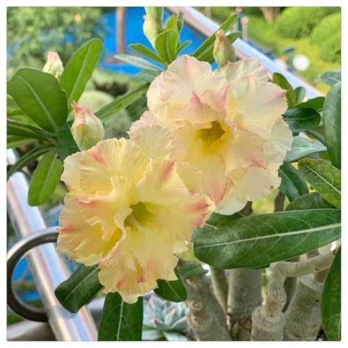 HGJKYTFCDG Wüstenrose Rhizome kaufen winterhart einfach zum Kaufen und pflegen-1 Adenium knolle-I von HGJKYTFCDG