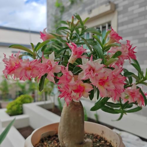 HGJKYTFCDG Wüstenrose Wurzel winterhart - Adenium perfekt für Zuhause und Außenbereich geeignet, leicht zu züchten-4 Adenium knolle-L HGJKYTFCDG Wüstenrose Wurzel winterhart - Adenium perfekt für Zuhause und Außenbereich geeignet, leicht zu züchten-4 Adenium knolle-L von HGJKYTFCDG
