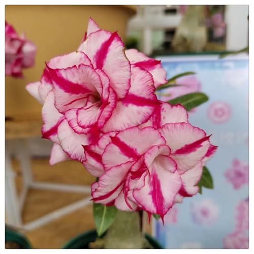 HGJKYTFCDG Wüstenrose Wurzel winterhart - Adenium winterhart und als Wüstenrose perfekt für Zuhause-2 Adenium knolle-I von HGJKYTFCDG