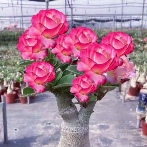 HGJKYTFCDG Wüstenrose Wurzel winterhart kaufen - Adenium perfekt für Zuhause und Außenbereich geeignet, leicht zu züchten-1 Adenium knolle-F von HGJKYTFCDG