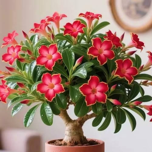 HGJKYTFCDG Wüstenrose Wurzel winterhart kaufen - Adenium perfekt für Zuhause und Außenbereich geeignet, leicht zu züchten-2 Adenium knolle-C von HGJKYTFCDG