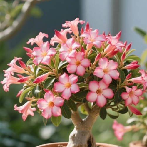 HGJKYTFCDG Wüstenrose Wurzel winterhart kaufen - Adenium perfekt für Zuhause und Außenbereich geeignet, leicht zu züchten-2 Adenium knolle-Z von HGJKYTFCDG