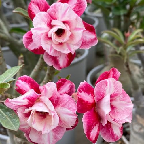 HGJKYTFCDG Wüstenrose Wurzel winterhart kaufen - Adenium perfekt für Zuhause und Außenbereich geeignet, leicht zu züchten-5 Adenium knolle-J von HGJKYTFCDG
