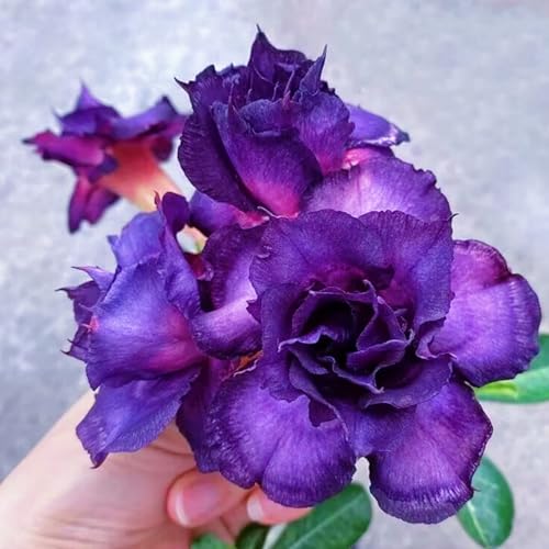 HGJKYTFCDG Wüstenrose kaufen- Adenium Obesum Kaufen - Frostfeste Sorten für Garten & Balkon-4 adenium knolle-G von HGJKYTFCDG