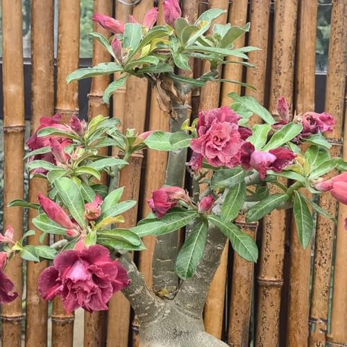 HGJKYTFCDG Wüstenrose kaufen - Frostfeste Sorten für Garten & Balkon-2 Adenium knolle-L von HGJKYTFCDG