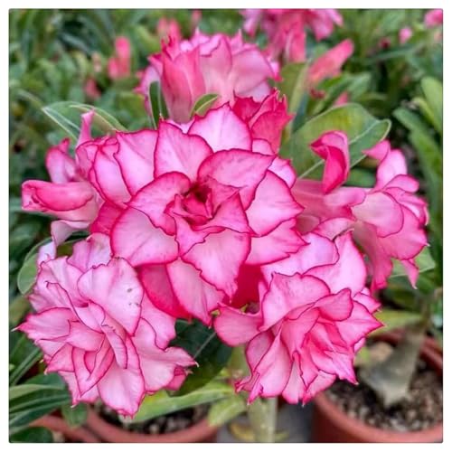 HGJKYTFCDG Wüstenrose kaufen Frostfeste Sorten für Garten & Balkon und Außenbereich geeignet, leicht zu züchten-3 Adenium knolle-D von HGJKYTFCDG