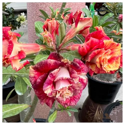 HGJKYTFCDG Wüstenrose kaufen Frostfeste Sorten für Garten & Balkon und Außenbereich geeignet, leicht zu züchten-5 Adenium knolle-A von HGJKYTFCDG