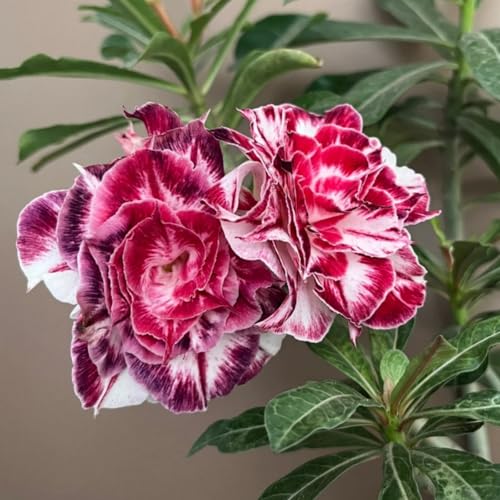 HGJKYTFCDG Wüstenrose winterhart kaufen - Wüstenrose perfekt für Zuhause und Außenbereich geeignet, leicht zu züchten-2 Adenium knolle-F von HGJKYTFCDG