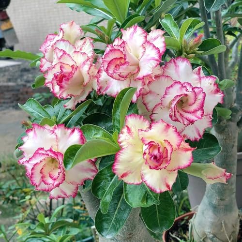 HGJKYTFCDG Wüstenrose winterhart kaufen - Wüstenrose perfekt für Zuhause und Außenbereich geeignet, leicht zu züchten-5 Adenium knolle-J von HGJKYTFCDG