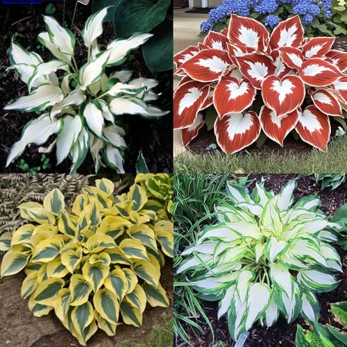 Hosta-Zwiebeln winterhart - idealer Gartenpflanze! Pflegeleichte Funkien-Knollen in vielfältigen Sorten für abwechslungsreiches Grün-4knollen-Q Hosta-Zwiebeln winterhart - idealer Gartenpflanze! Pflegeleichte Funkien-Knollen in vielfältigen Sorten für abwechslungsreiches Grün-4knollen-Q von HGJKYTFCDG