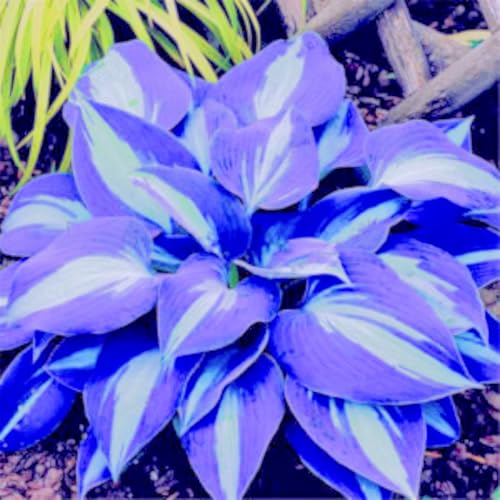 Hosta pflanze winterhart - Winterharte Hosta-Knollen - Großartige Zierpflanze für Ihren Garten oder Balkon-4knollen-C von HGJKYTFCDG