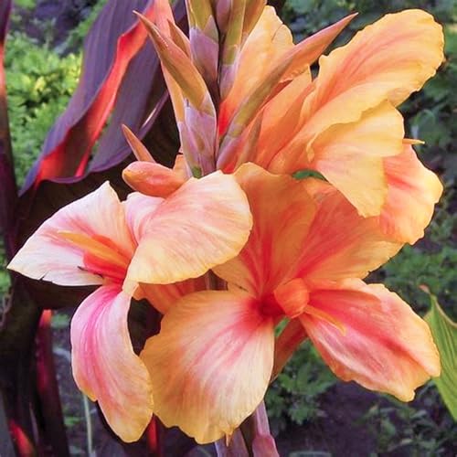 Indisches Blumenrohr - winterharter Canna-Pflanze Knolle! Hervorragend für Gartenbepflanzung und zur Aufwertung Ihres Außenraums-3knollen-G von HGJKYTFCDG