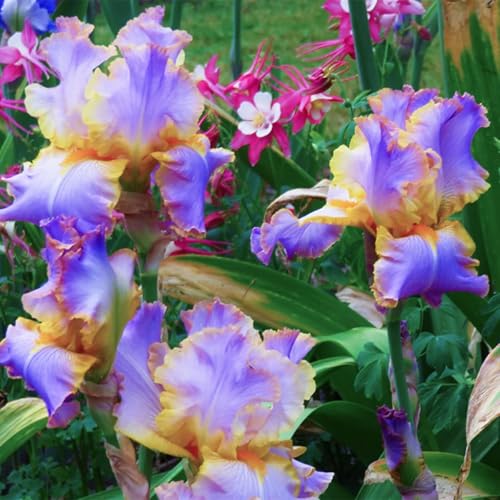Iris Knollen Mehrjährige - Winterharte Schwertlilien Zwiebeln, Robuste Blumenzwiebeln für Garten und Balkon-4knollen-D Iris Knollen Mehrjährige - Winterharte Schwertlilien Zwiebeln, Robuste Blumenzwiebeln für Garten und Balkon-4knollen-D von HGJKYTFCDG