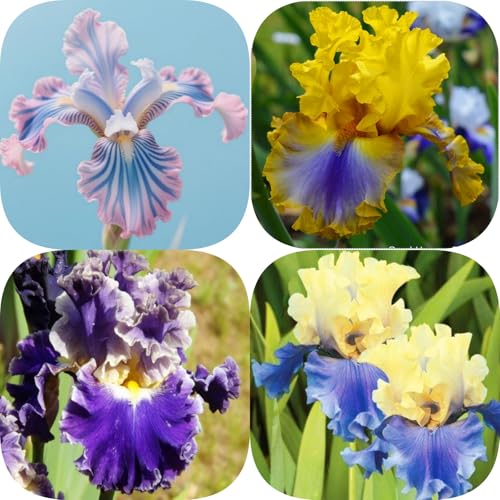 Iris Knollen Winterhart + Schwertlilien Zwiebeln - Hochverträgliche Sorten für Gartenbepflanzung - Blühkräftige Dahlien bis spät im Herbst-8knollen-K von HGJKYTFCDG