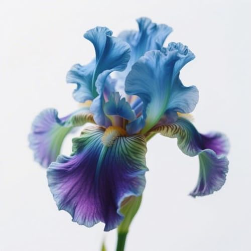 Iris mix (Schwertlilien mix) - Schwertlilien winterhart - Iris winterhart mehrjährig-Q-8knollen von HGJKYTFCDG