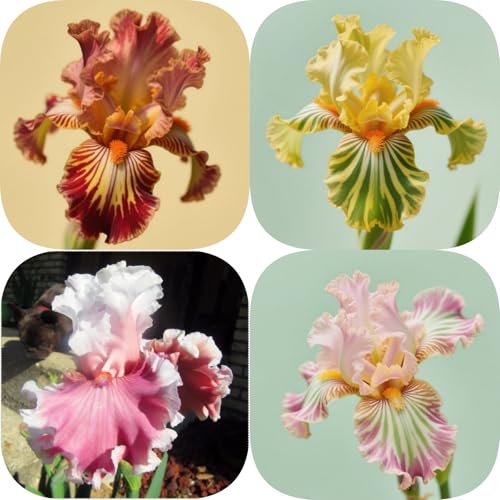 Iris winterhart - Iris (Rhizome) - Vielfarbige Zierpflanzen für Gärten und Beete - Frostresistent & Langlebig-15knollen-A von HGJKYTFCDG