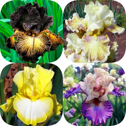 Iris winterhart - Iris (Rhizome) - Vielfarbige Zierpflanzen für Gärten und Beete - Frostresistent & Langlebig-15knollen-Z von HGJKYTFCDG