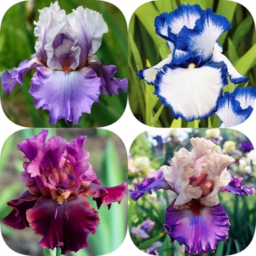 Iris winterhart - Iris (Rhizome) - Vielfarbige Zierpflanzen für Gärten und Beete - Frostresistent & Langlebig-4knollen-B von HGJKYTFCDG