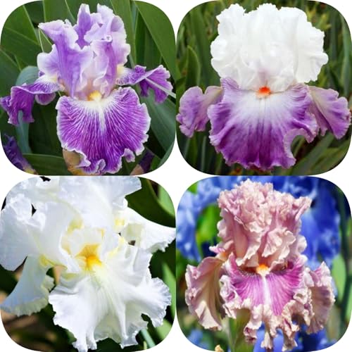 Iris winterhart - Iris (Rhizome) - Vielfarbige Zierpflanzen für Gärten und Beete - Frostresistent & Langlebig-4knollen-C von HGJKYTFCDG