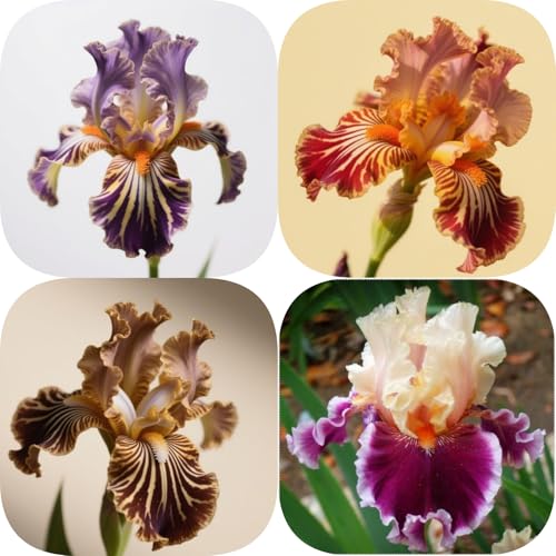 Iris winterhart - Iris (Rhizome) - Vielfarbige Zierpflanzen für Gärten und Beete - Frostresistent & Langlebig-8knollen-D von HGJKYTFCDG