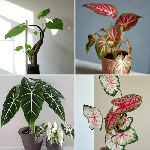 Kauf Elefantenohr Winterhart - Mehrjährige Elefantenohr Rhizome - Elefantenohr winterhart für Garten und Balkon ﻿-4Pcs-D von HGJKYTFCDG