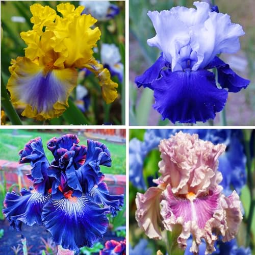 Kaufe die winterharte Iris - Frostfeste Sorten für Garten & Balkon-6Wurzel-F Kaufe die winterharte Iris - Frostfeste Sorten für Garten & Balkon-6Wurzel-F von HGJKYTFCDG