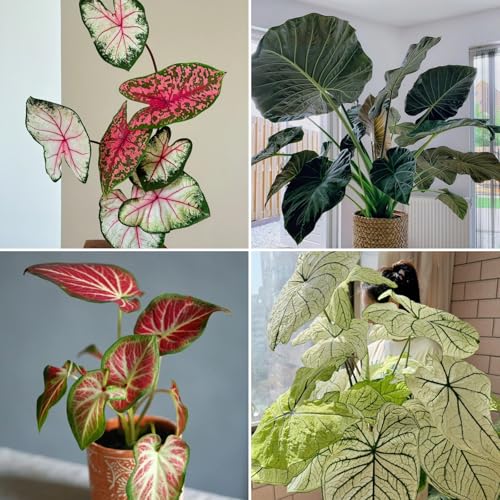 Mehrjährige Elefantenohr Rhizome - Vielfältige Elefantenohr für Langjährige Blühfreude im Garten-4Pcs-B von HGJKYTFCDG