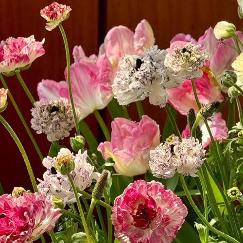 [Mehrjährige Tulpen Mix] - Vielfältige Tulpen für Langjährige Blühfreude im Garten-4rhizome-D von HGJKYTFCDG