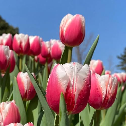 [Mehrjährige Tulpen Mix] - Vielfältige Tulpen für Langjährige Blühfreude im Garten-6rhizome-F von HGJKYTFCDG
