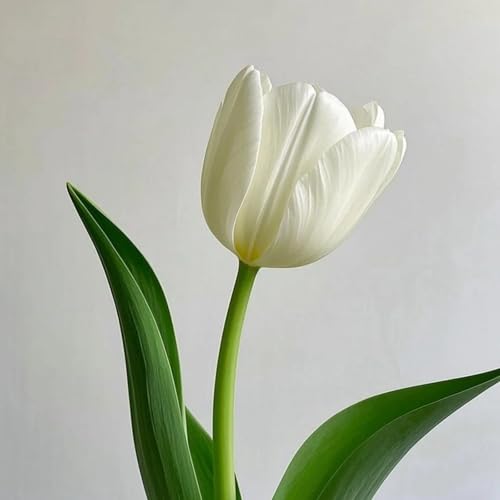 [Mehrjährige Tulpen] - Praktischer Mix aus Qualitativen Dauerhaften Gartenpracht-4rhizome-A von HGJKYTFCDG