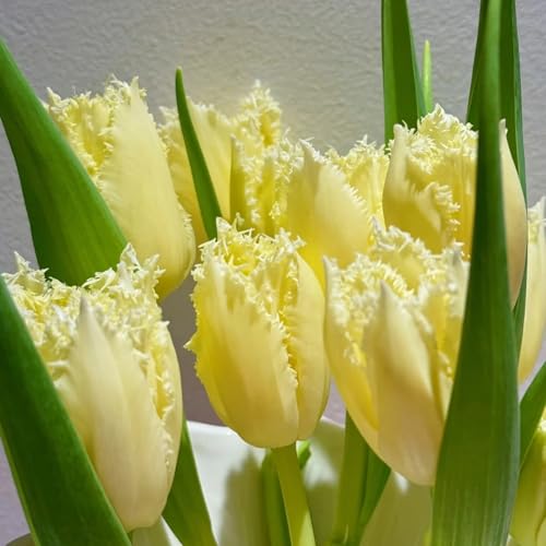 [Mehrjährige Tulpen] - Praktischer Mix aus Qualitativen Dauerhaften Gartenpracht-4rhizome-F von HGJKYTFCDG