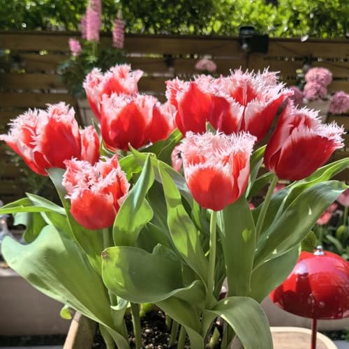 Mehrjährige Tulpenzwiebeln Mix Set - Vielfältige Tulpenzwiebeln für Langlebige Blumen im Garten-4knollen-F von HGJKYTFCDG