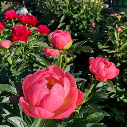 [Pfingstrosen Rhizome] - Pfingstrosen winterhart für Garten und Balkon ﻿-1Rhizome-N von HGJKYTFCDG