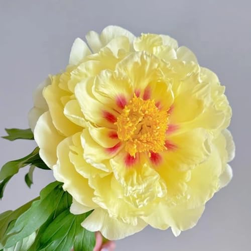 [Pfingstrosen Rhizome] - Pfingstrosen winterhart für Garten und Balkon ﻿-2Rhizome-D von HGJKYTFCDG