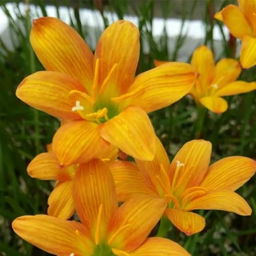 Regenlilien Knollen Winterhart & Regenlilien zwiebeln -Qualität für Gartenanpflanzung - Lebendige Blüten von Frühling bis Herbst-3zwiebeln-H Regenlilien Knollen Winterhart & Regenlilien zwiebeln -Qualität für Gartenanpflanzung - Lebendige Blüten von Frühling bis Herbst-3zwiebeln-H von HGJKYTFCDG
