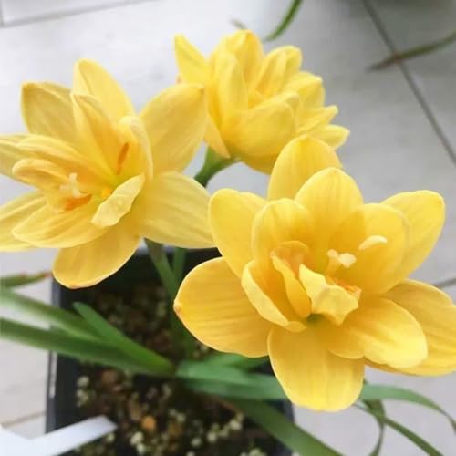 Regenlilien Knollen Winterhart & Regenlilien zwiebeln -Qualität für Gartenanpflanzung - Lebendige Blüten von Frühling bis Herbst-8zwiebeln-Z Regenlilien Knollen Winterhart & Regenlilien zwiebeln -Qualität für Gartenanpflanzung - Lebendige Blüten von Frühling bis Herbst-8zwiebeln-Z von HGJKYTFCDG