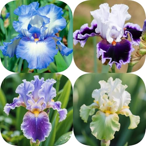 Schwertlilien knollen- Iris-Garten (Rhizome) - Exotische Schönheit für Außen- und Innenbereiche -C-4knollen von HGJKYTFCDG