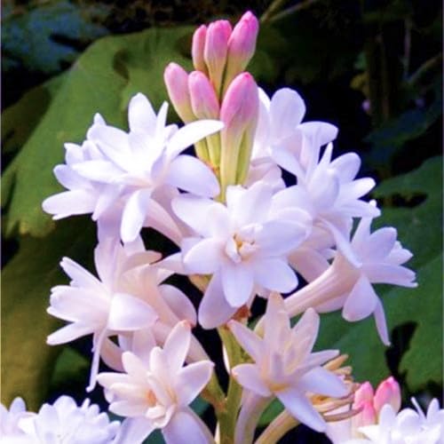Tuberose Knollen & Zwiebeln - Geeignet für Beet & Topf - Winterharte Tuberose Set mit ausdauernden Pflanzen-6knollen-C von HGJKYTFCDG