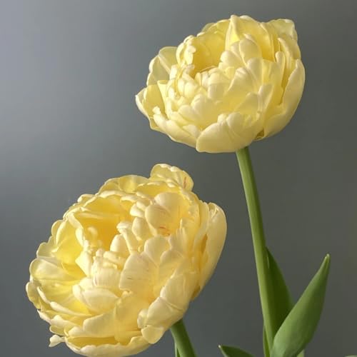 [Tulpen Mix Mehrjährig] - Hochwertige Tulpen für Abwechslungsreiche Blumenbeete-6Rhizome-S von HGJKYTFCDG