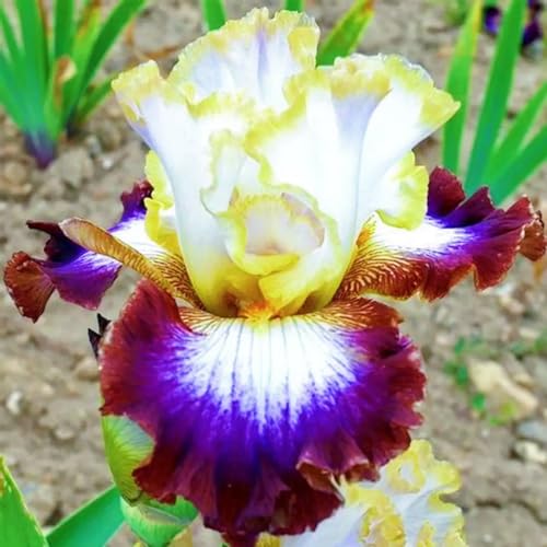 Winterfeste Iris Knollen - Mehrjährige Schwertlilien Zwiebeln, Frostresistente Blumenzwiebeln für Dauerhafte Gartenpracht-4knollen-O Winterfeste Iris Knollen - Mehrjährige Schwertlilien Zwiebeln, Frostresistente Blumenzwiebeln für Dauerhafte Gartenpracht-4knollen-O von HGJKYTFCDG