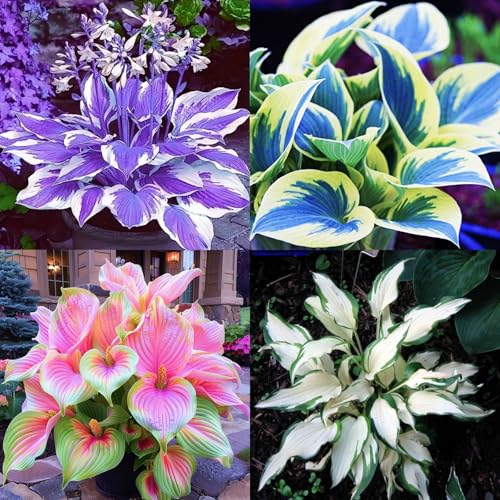Winterharte Hosta-Knollen - perfekt für Gartenbepflanzung! Funkien-Pflanze mit dekorativen Blättern für nachhaltige Gartendesign-8knollen-Z von HGJKYTFCDG