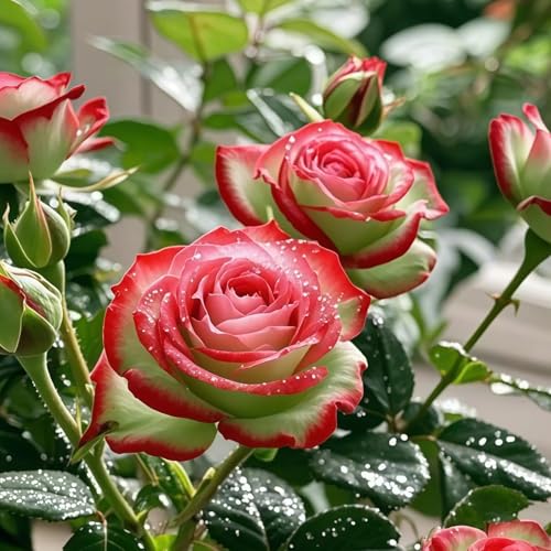 Winterharte Hybride Rosen(strauchrose) - Duftende Strauchrosen mit Doppelfärbung, Zierpflanzen für Garten und Balkon-2knollen-X von HGJKYTFCDG