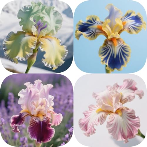 Winterharte Iris Wurzel & Schwertlilien kaufen - Robuste Gartenpflanzen für Jahresrunden Genuss-4knollen-Y Winterharte Iris Wurzel & Schwertlilien kaufen - Robuste Gartenpflanzen für Jahresrunden Genuss-4knollen-Y von HGJKYTFCDG