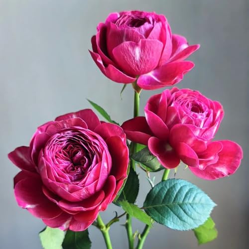Winterharte duftende Strauchrosen - Doppelfarbige Hybride Rosen, robuste Gartenpflanzen-2knollen-H von HGJKYTFCDG