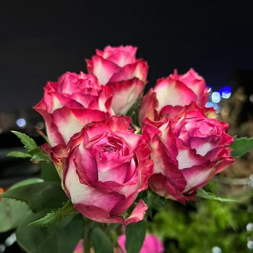 Winterharte duftende Strauchrosen - Doppelfarbige Hybride Rosen, robuste Gartenpflanzen-3knollen-X von HGJKYTFCDG