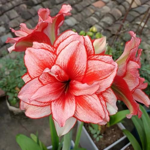 Winterharter Amaryllis-Knollen - perfekt für Topfbepflanzung! Einzigartige Zierpflanze zum Aufwerten von Garten und Balkon-5Zwiebeln-m von HGJKYTFCDG