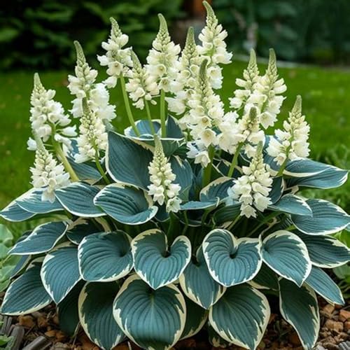 Winterharter Hosta-Pflanze Zwiebeln - exzellent für Garten gestaltung! Langlebige Funkien-Knollen für Grün und frostresistente Pflanzung ﻿-8knollen-B von HGJKYTFCDG
